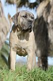 CANE CORSO 380